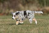 BERGER AUSTRALIEN PUPPIES 226